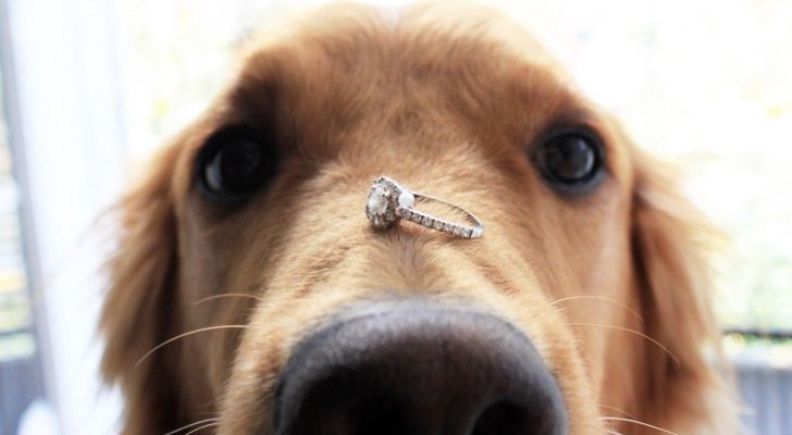 Dog-Throws-Up-Wedding-Ring-That-s-Been-Missing-for-6-Years-448985-2