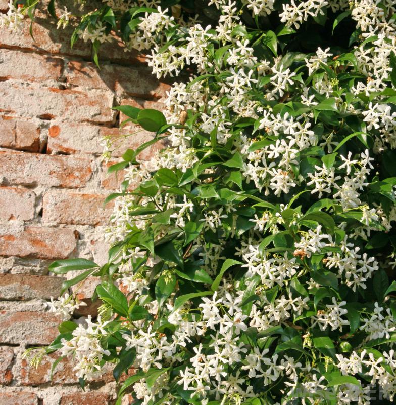 jasmine-growing-by-brick-wall