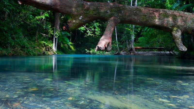 Daintree Rainforest Amazing Places