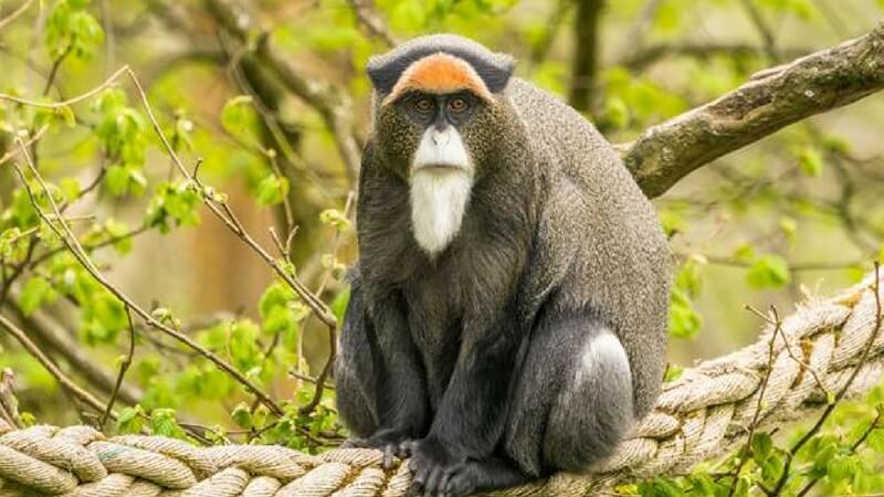 De Brazza's Monkey Pets species