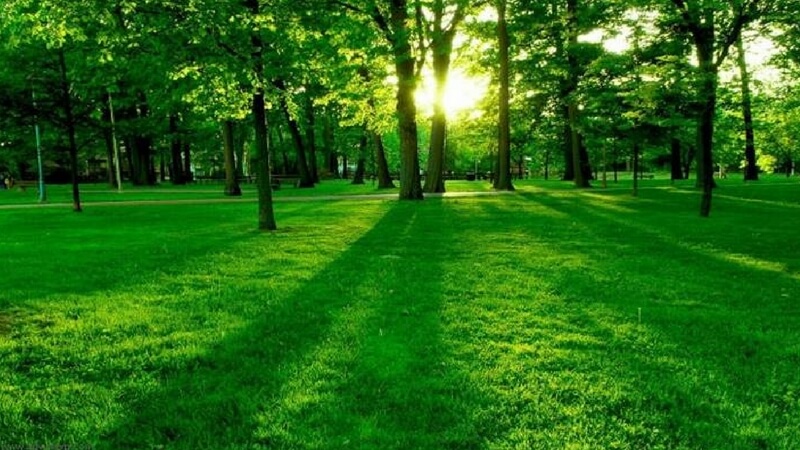 Greenery Everywhere without humans
