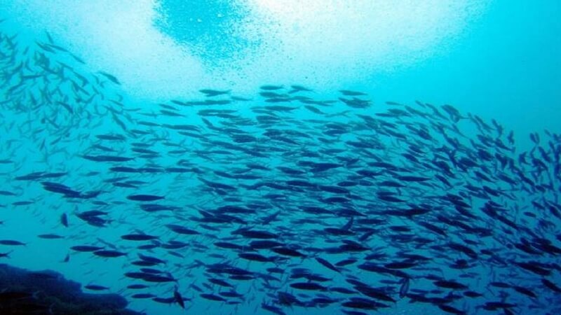 Abundance of fish in ocean without humans