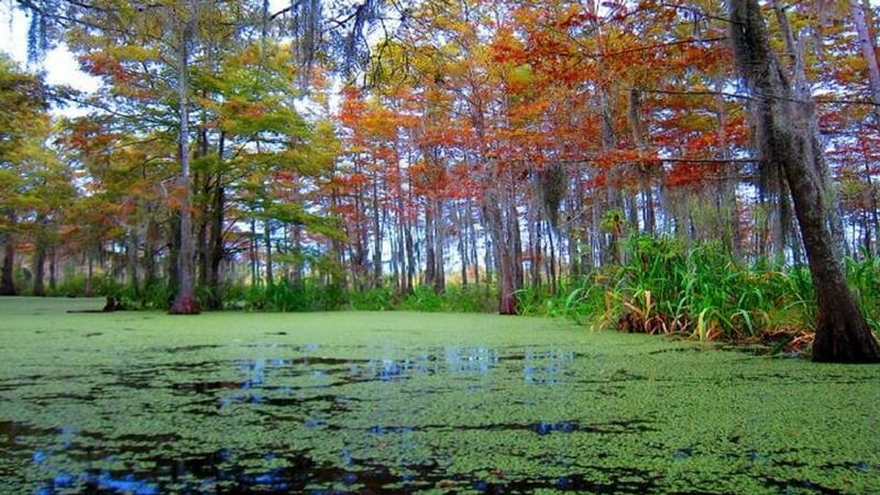 Re-Establishment Of Swamps without humans