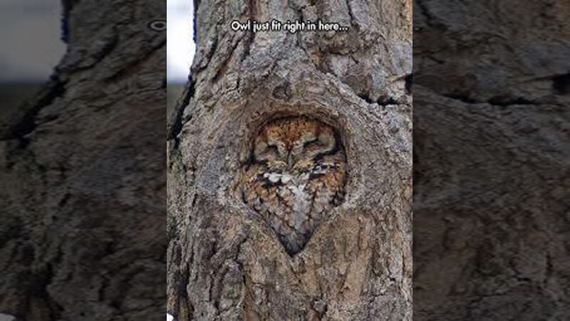 Owl looking from the inside of a tree