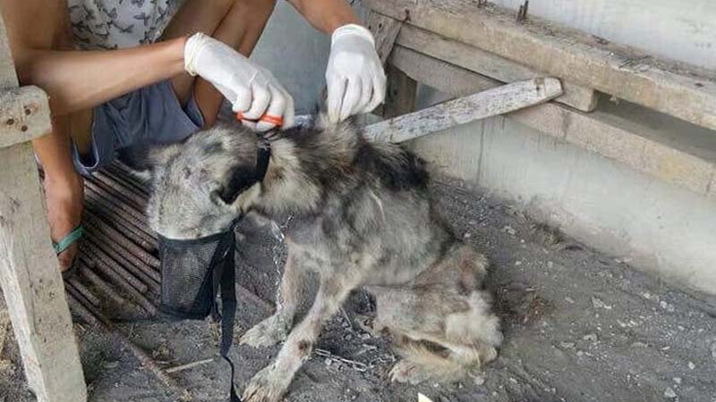 Malnourished Husky Nursed by Animal Lover