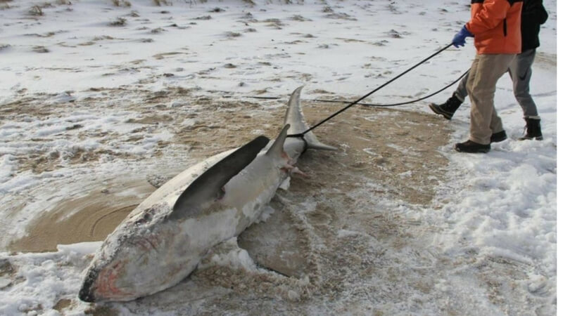 Frozen Shark Damage