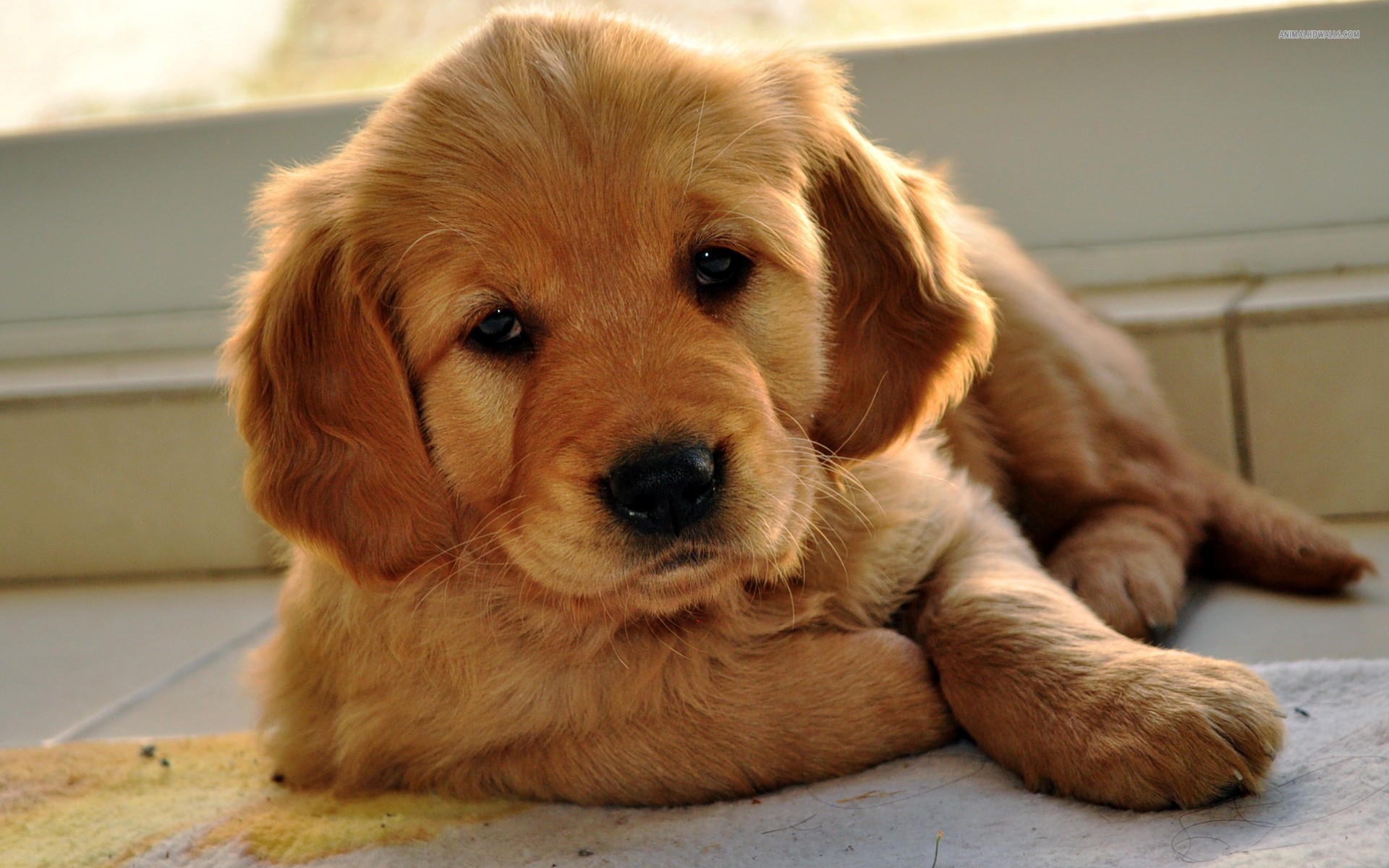 golden puppy