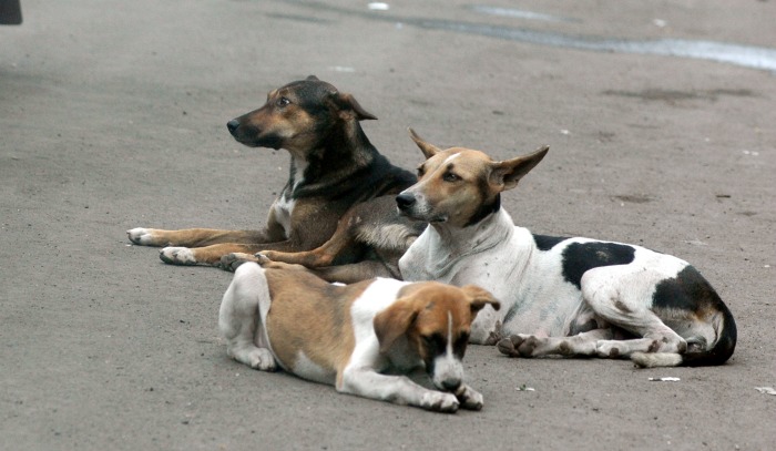 30 Dogs Unearthed In Bangalore, One Miraculously Survives