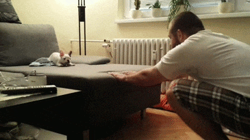 French bulldog puppy jumps into his owner's arms. Shows no hesitation second time around. - Imgur