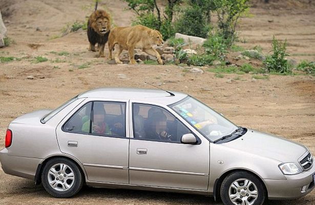 tiger safari woman dragged