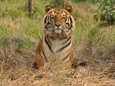 The Star Tiger Of Umred Karhandla Wildlife Sanctuary Goes Missing: Reward Of Rs. 50,000