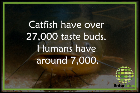 catfish