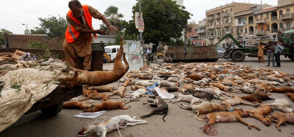 Massacre Of 1,000 Stray Dogs In Karachi Shows Extreme Cruelty
