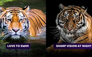 Interesting Tiger Facts