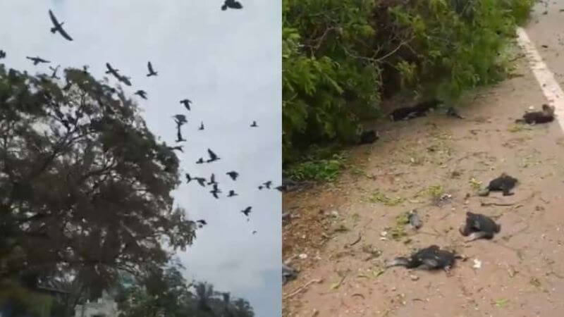 Birds Die In Malappuram Kerala