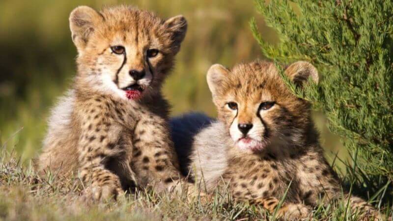 Cheetah Cubs