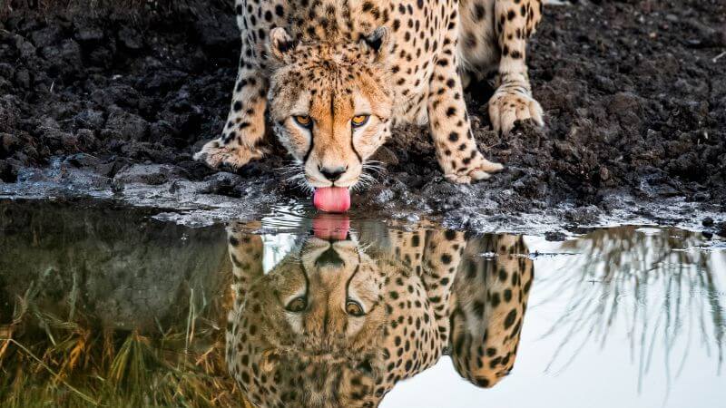 Cheetah Drinking Water