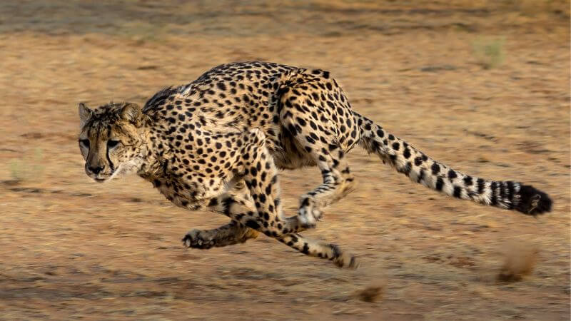 Cheetah Fastest Terrestrial Animal