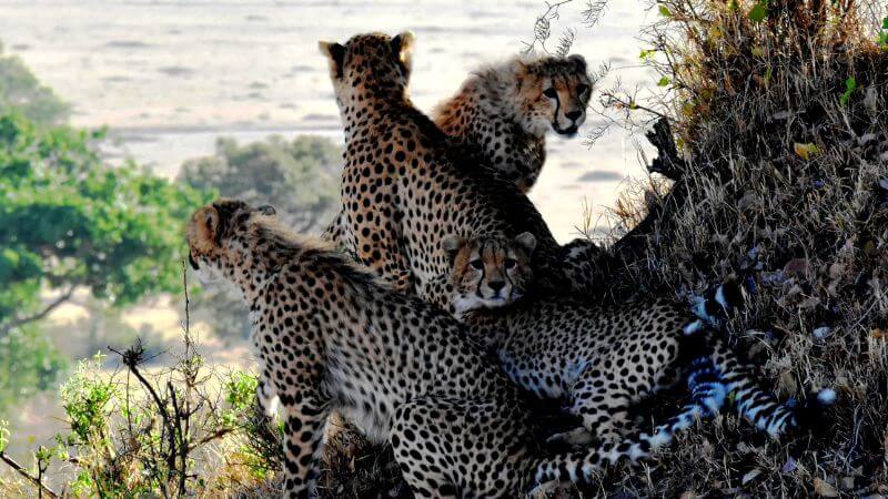 Cheetah Life Span