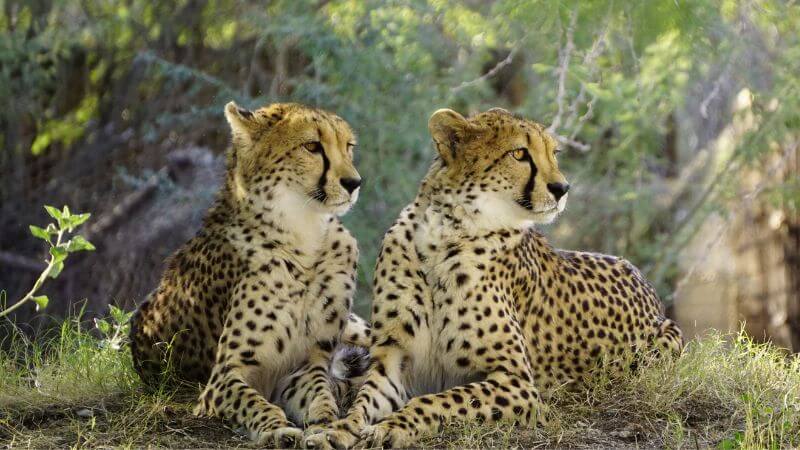 Cheetah Mortality Rate