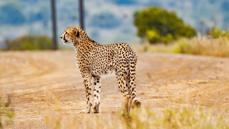 Cheetah On Ecosystem
