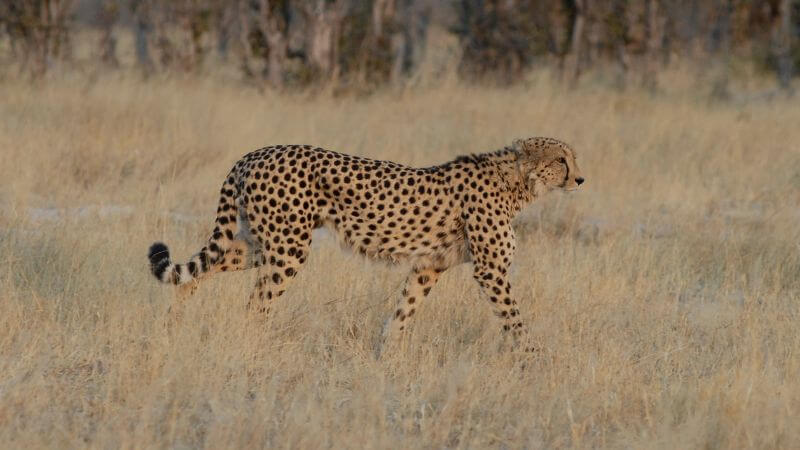 Cheetahs Fur Dots