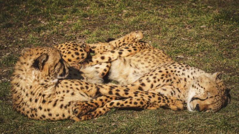 Cheetahs Mating Season