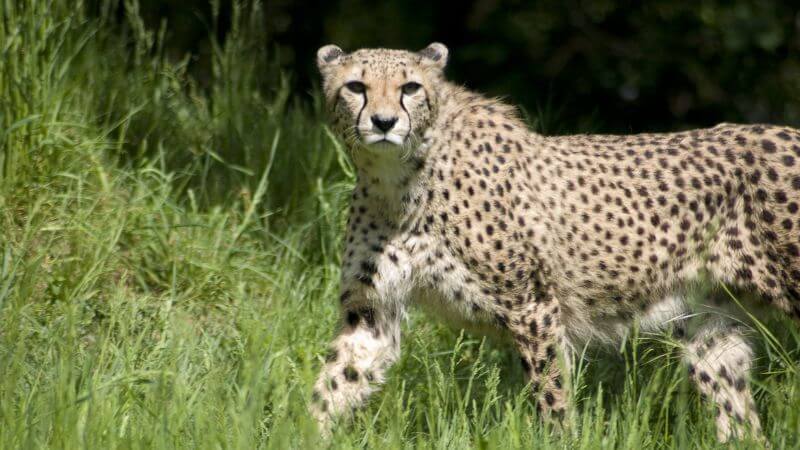 Female Cheetah