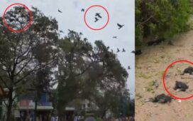 Hundreds Of Birds Dead Malappuram Kerala