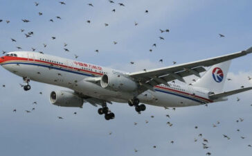 Aircraft Bird Strikes