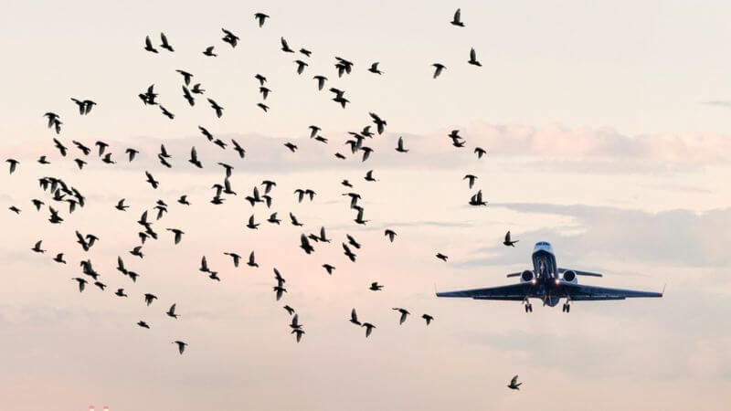 Bird Strikes Airplane