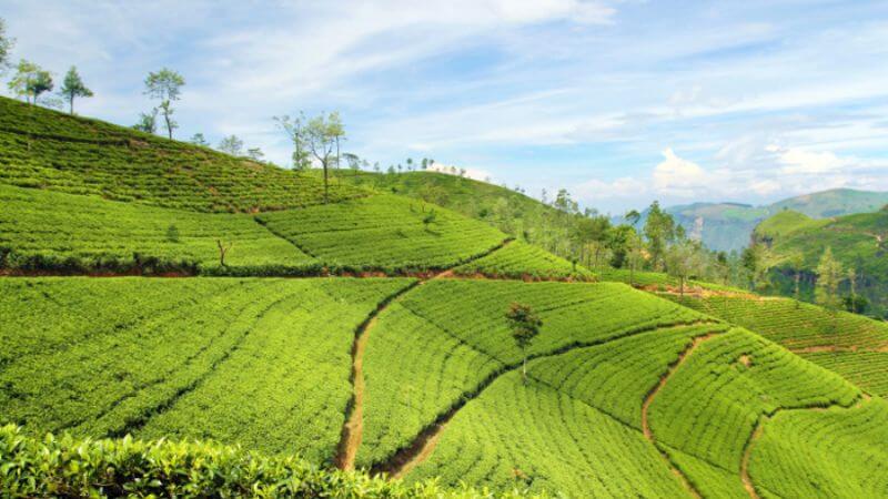 Kolukkumalai Tea Plantations