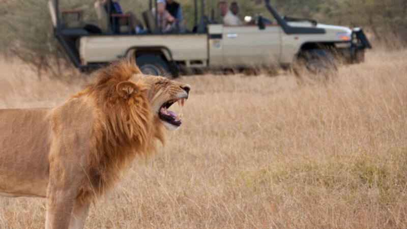 Lions Not Attacking The Safari Vehicles