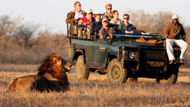 Why Lions Don't See Safari Vehicles As Prey