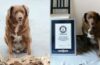 Bobi Guinness Record Holder World's Oldest Dog