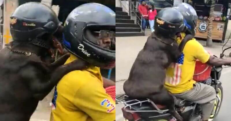 Viral Video Dog Wearing Helmet On Bike