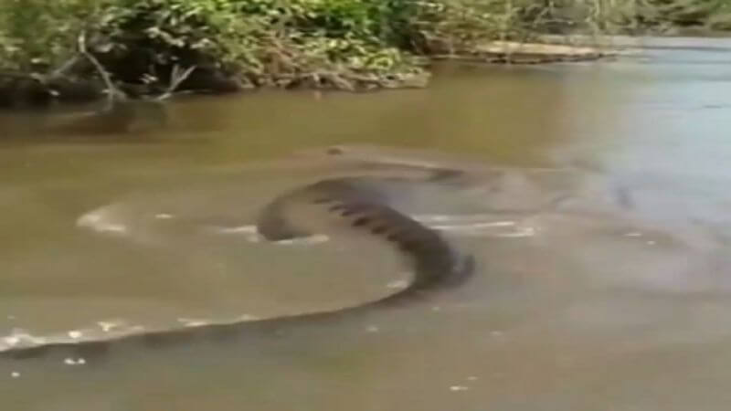 Giant Anaconda Seen In A River Viral Video