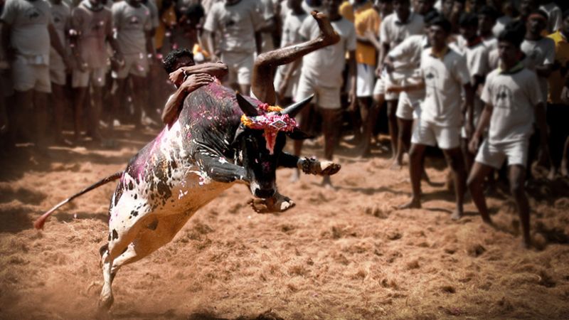 Jallikattu