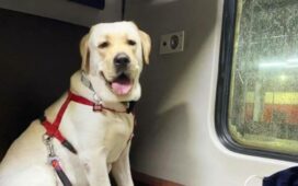 IRCTC Travel With Pets On Train Online Tickets