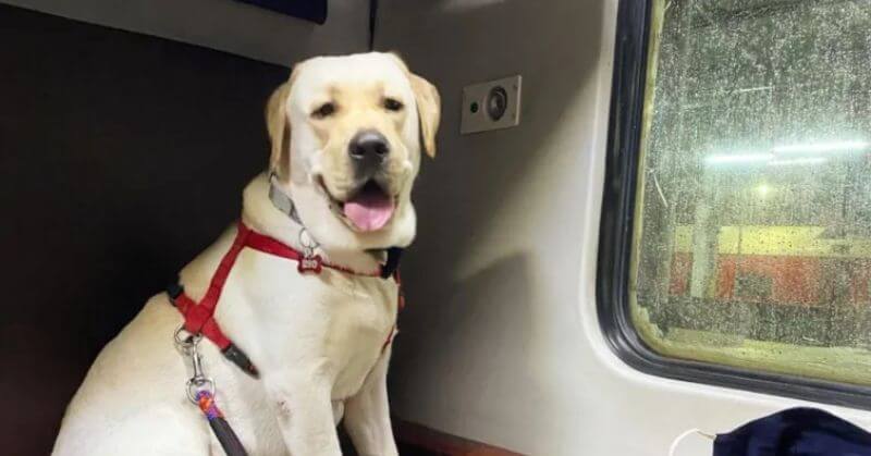 IRCTC Travel With Pets On Train Online Tickets