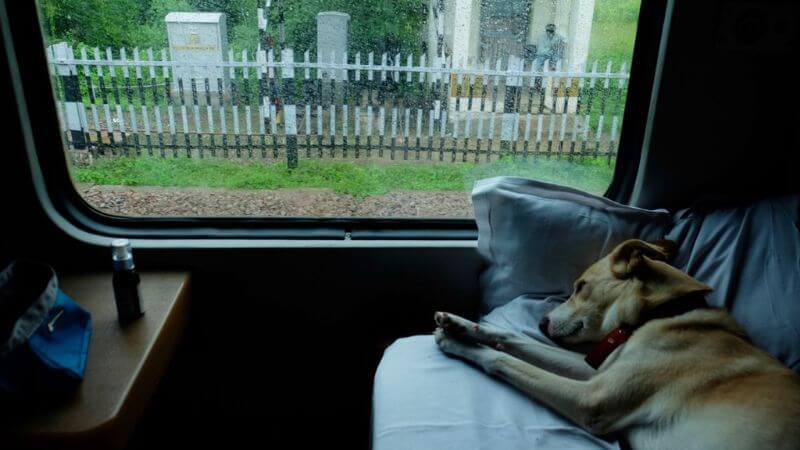 Travel With Pets On Train