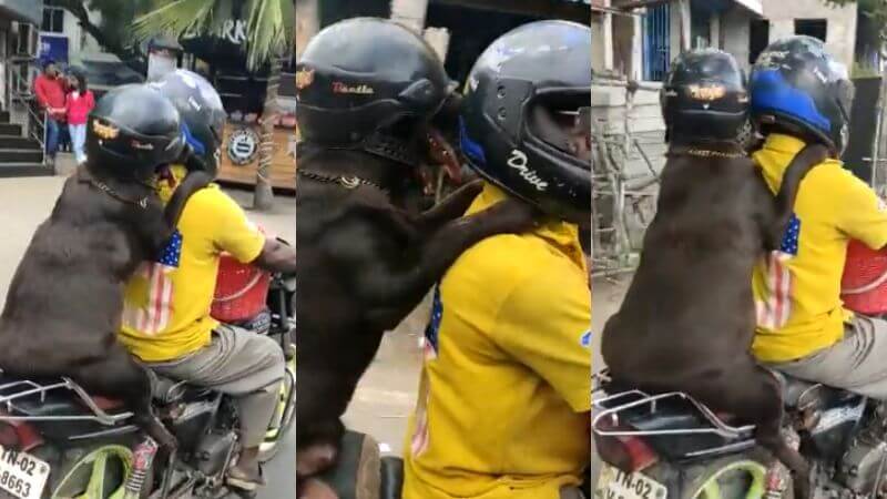 Viral Video Dog Wearing Helmet On Bike