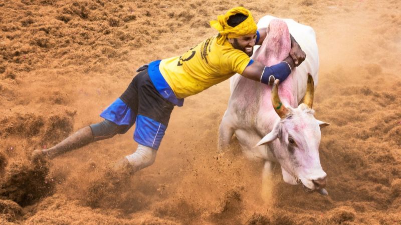 tamil nadu sport Bull Taming