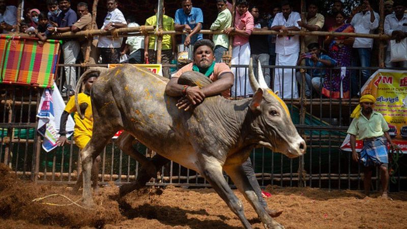 tamil nadu sport Jallikattu