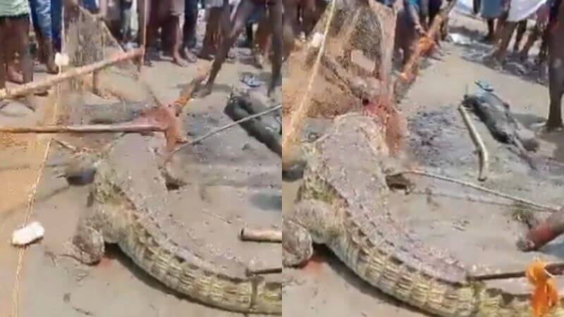 Crocodile Beaten To Death