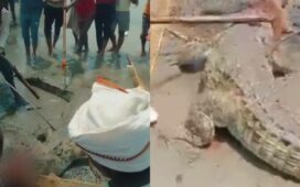 Crocodile Killed In Bihar