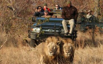 Lions Don't Attack Safari Vehicles