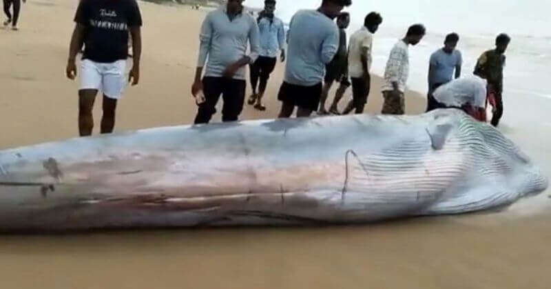 Andhra Pradesh Blue Whale