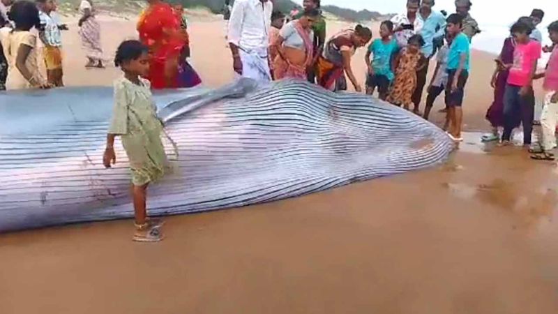 Blue Whale Washes Ashore In Andhra Pradesh