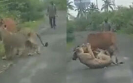 Gujarat Farmer Chases Away Lion To Save His Cow